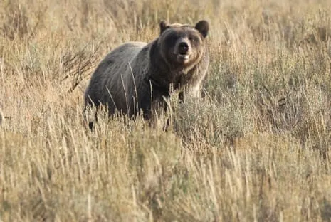 Backpacker Assaulted by Grizzly in Wilderness Area Transported to Medical Facility